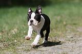 BOSTON TERRIER 216